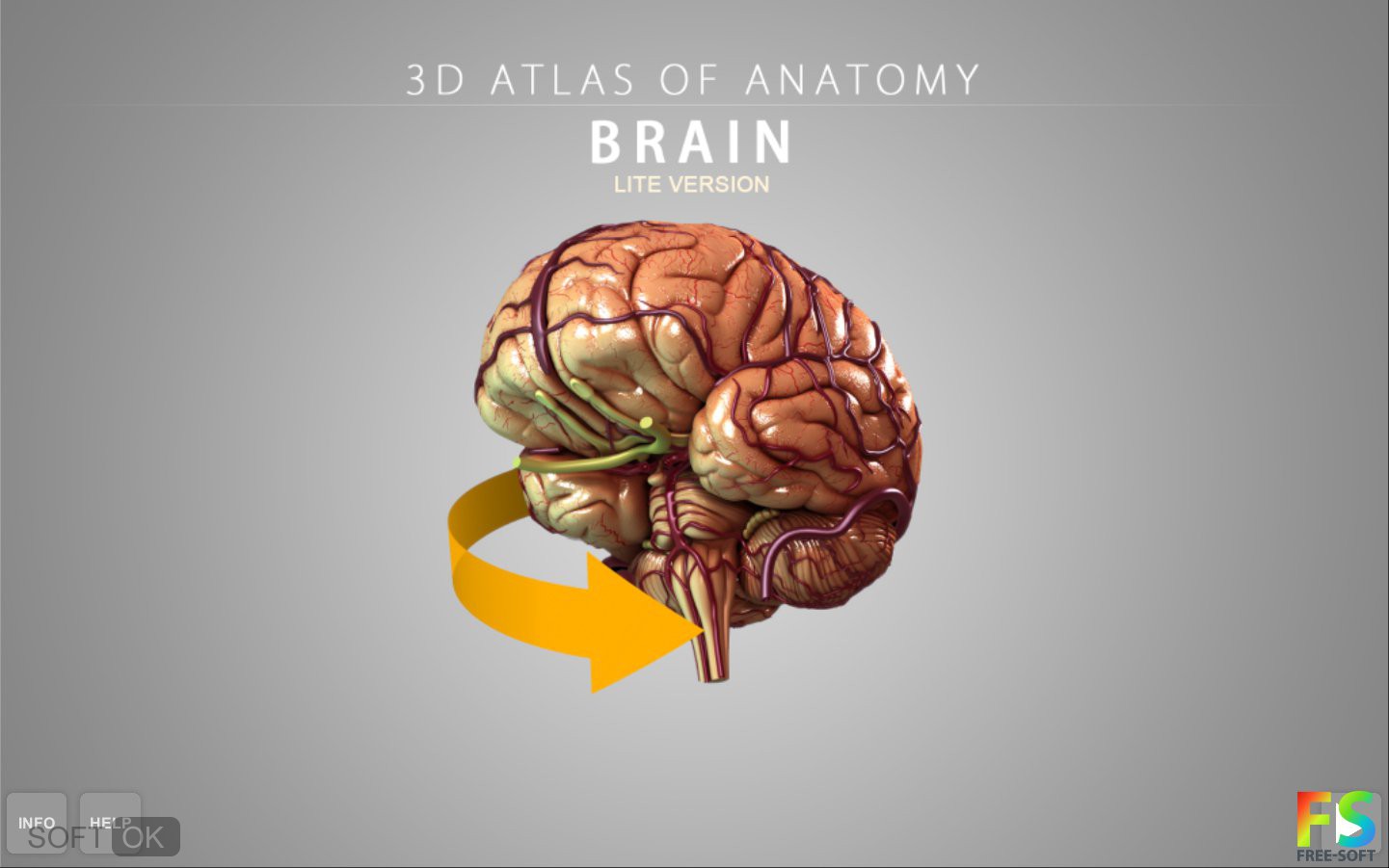 Brain apk. Модель мозга человека. Мозг человека анатомия 3d.
