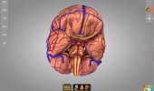 Скриншот №2 "Brain - 3D Atlas of Anatomy Lite"